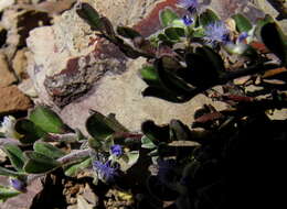 Image of Polygala asbestina Burch.