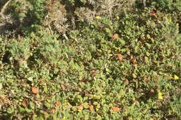 Image of New Zealand spinach