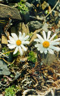 Image of Chrysanthemum zawadskii subsp. peleiolepis (Trautv.) A. V. Grebenjuk & Czepinoga