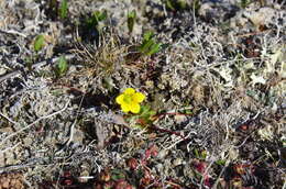 Image of broadsepal saxifrage