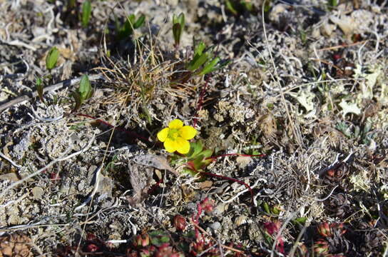 Imagem de Saxifraga platysepala (Trautv.) Tolm.