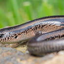 Image of Two-lined Ground Skink