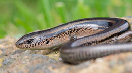 Image of Two-lined Ground Skink