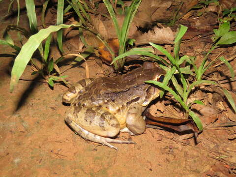 Image of Leptodactylus vastus Lutz 1930