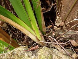 Image of Machaerina iridifolia (Bory) T. Koyama