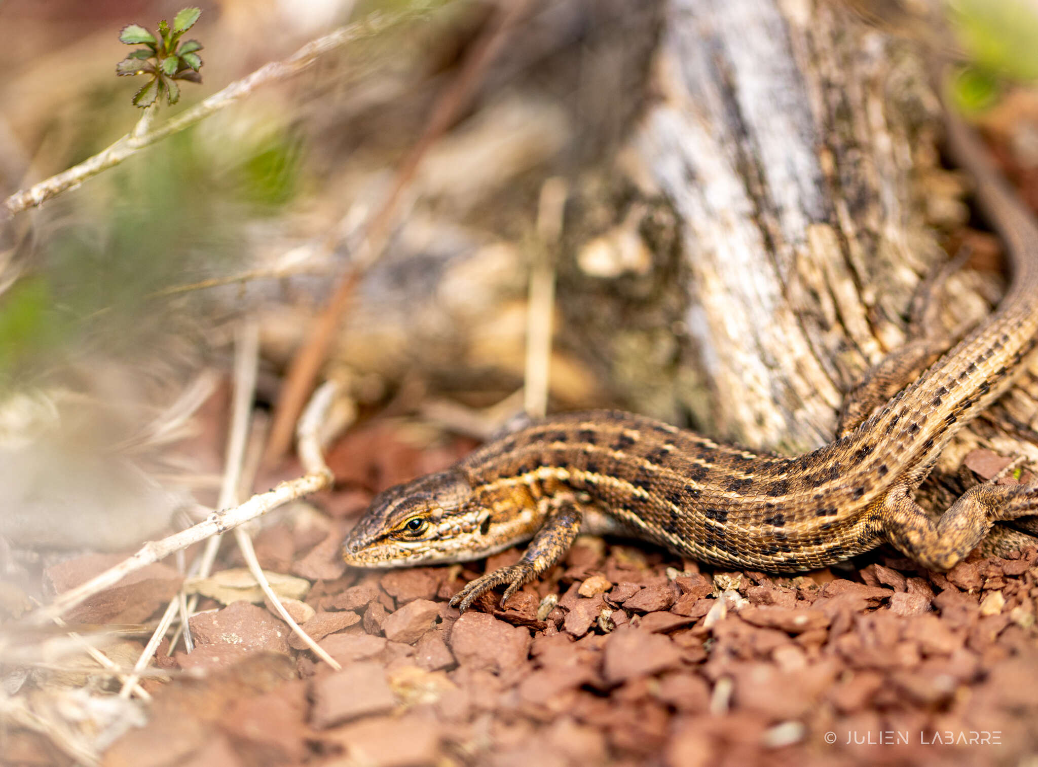 صورة Psammodromus edwardsianus (Dugès 1829)