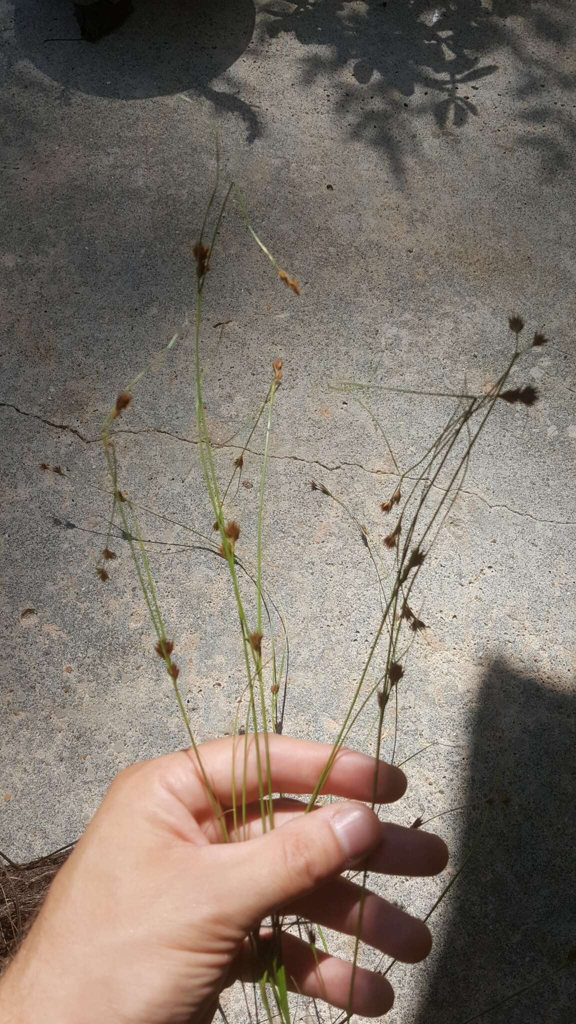 Image of Loose-Head Beak Sedge