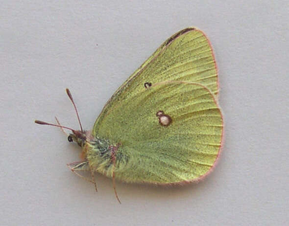 Imagem de Colias gigantea Strecker 1900