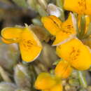 Image of Anarthrophyllum rigidum (Hook. & Arn.) Hieron.