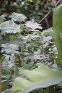 Image de Solanum stramonifolium Jacq.