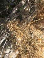 Image of <i>Cuscuta psorothamnensis</i>