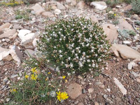 Image of Askellia flexuosa (Ledeb.) W. A. Weber