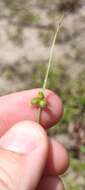 Image of Cyperus neochinensis (Tang & F. T. Wang) Bauters