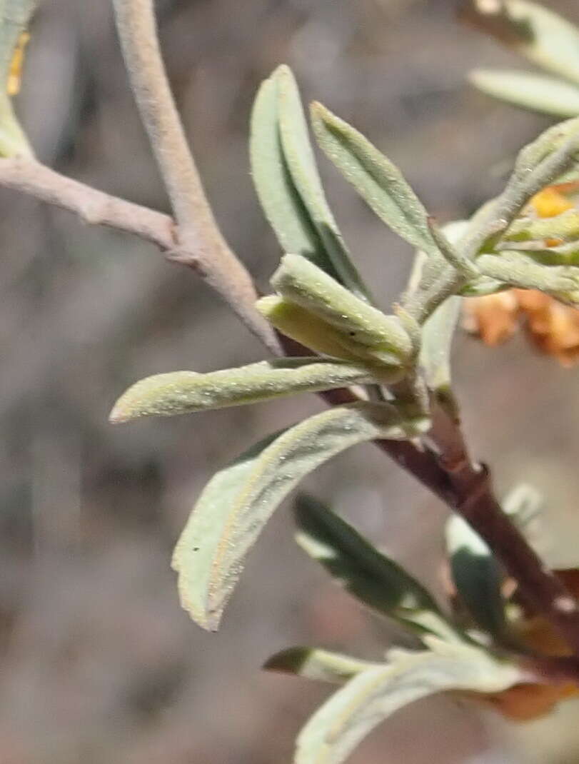 Image of Hermannia holosericea Jacq.