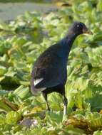 Image of American Purple Gallinule