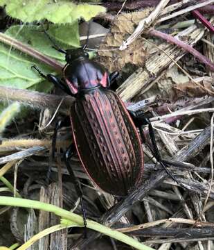 Image of Carabus (Macrothorax) morbillosus Fabricius 1792