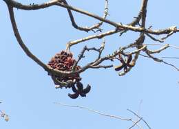 Imagem de Sterculia villosa Roxb.