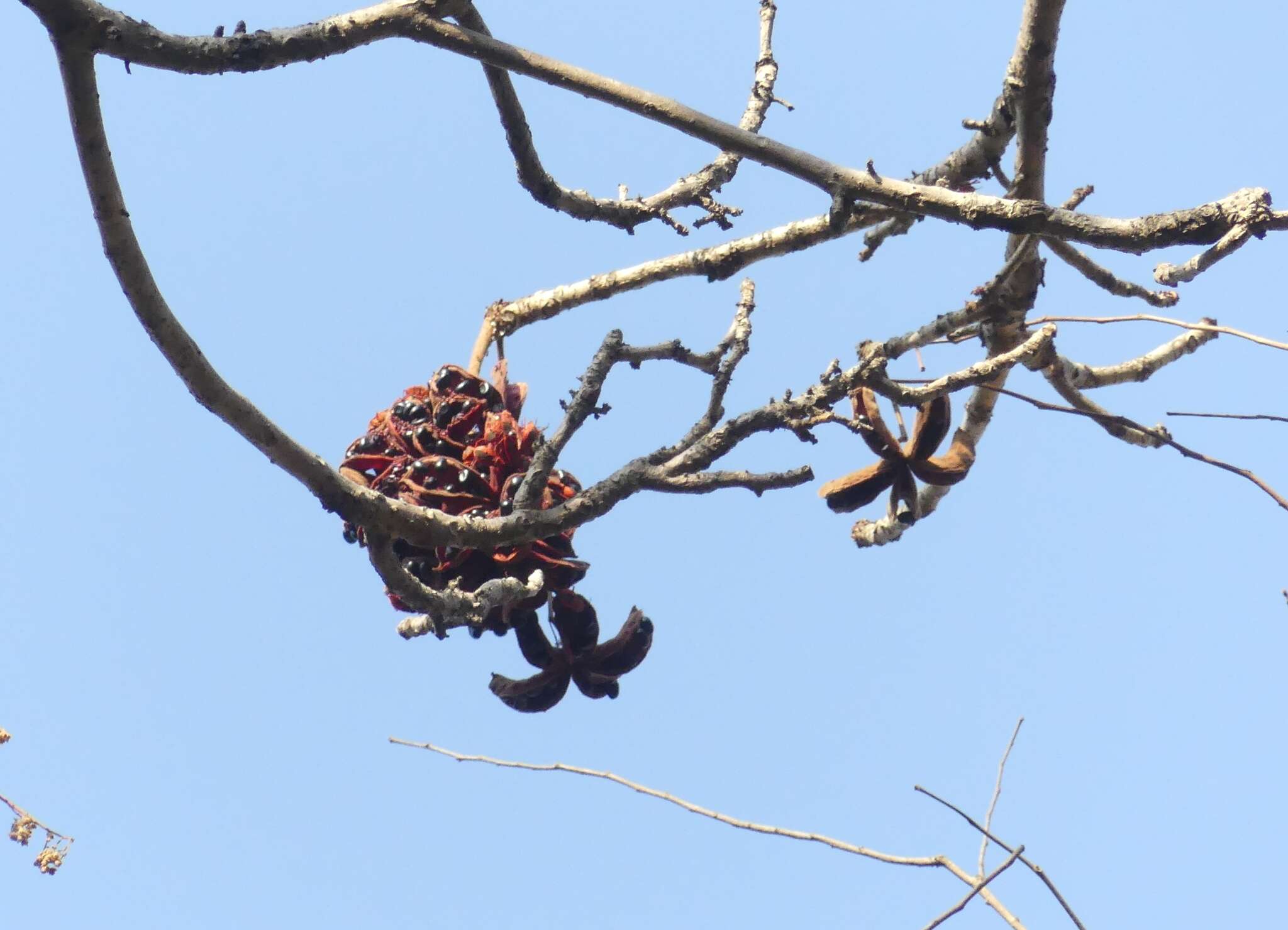 Image of Sterculia villosa Roxb.