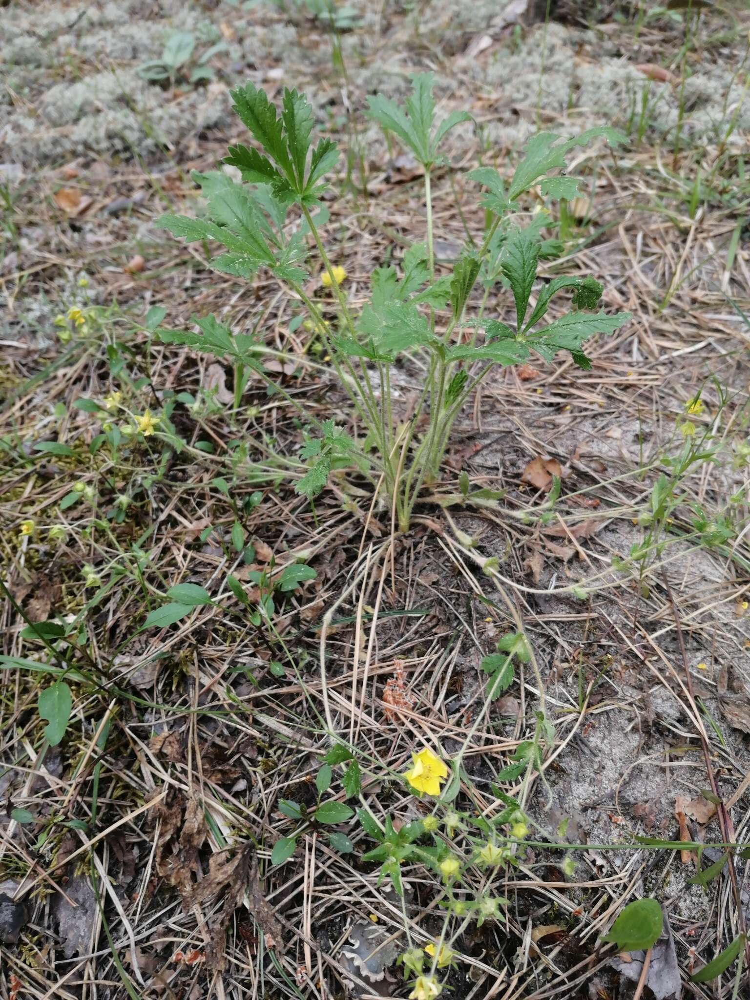 Image of Potentilla humifusa Willd.