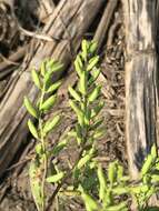 Image of Stalkless Yellowcress