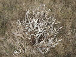 Image de Silphium albiflorum A. Gray