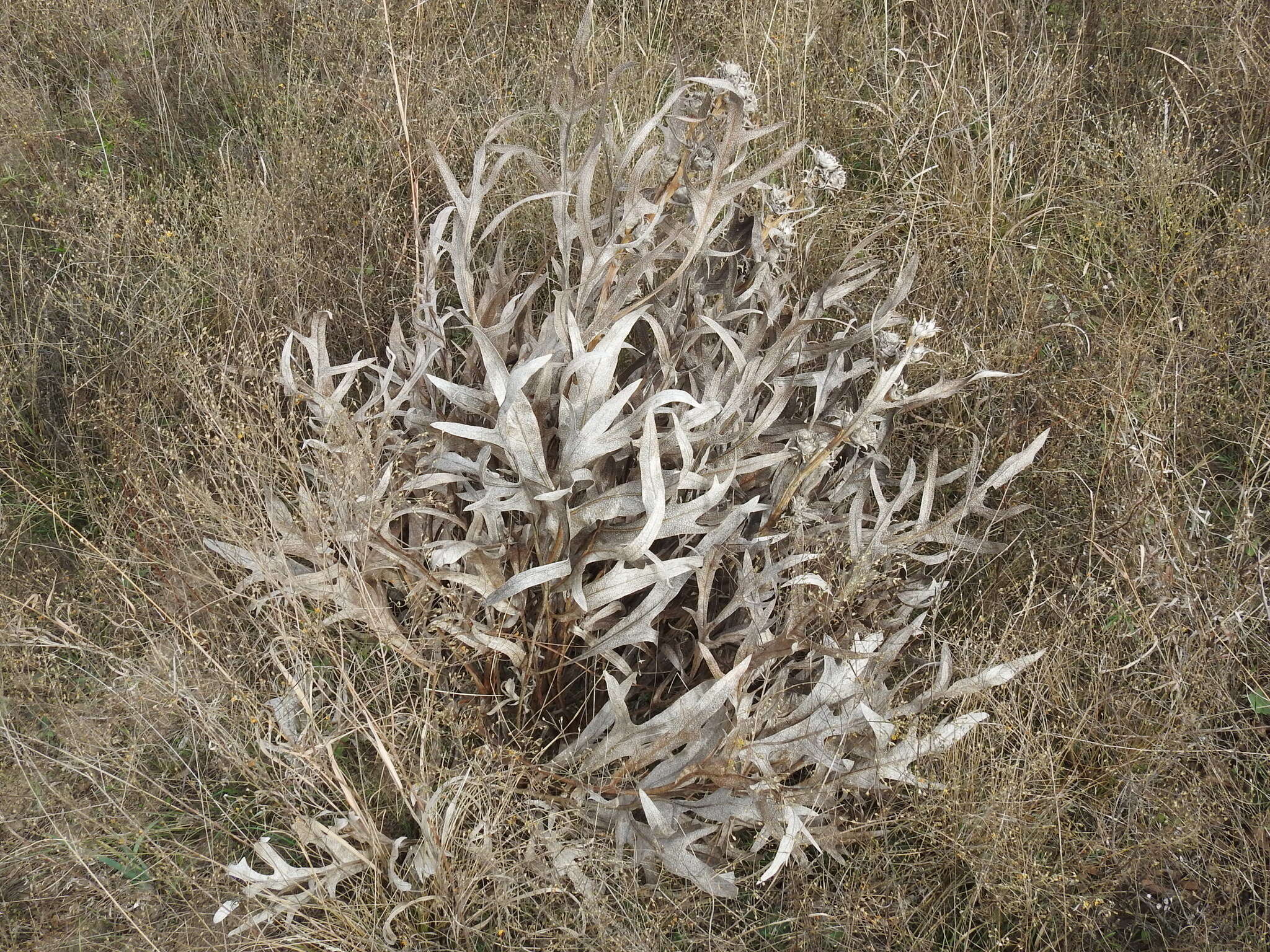 Image de Silphium albiflorum A. Gray