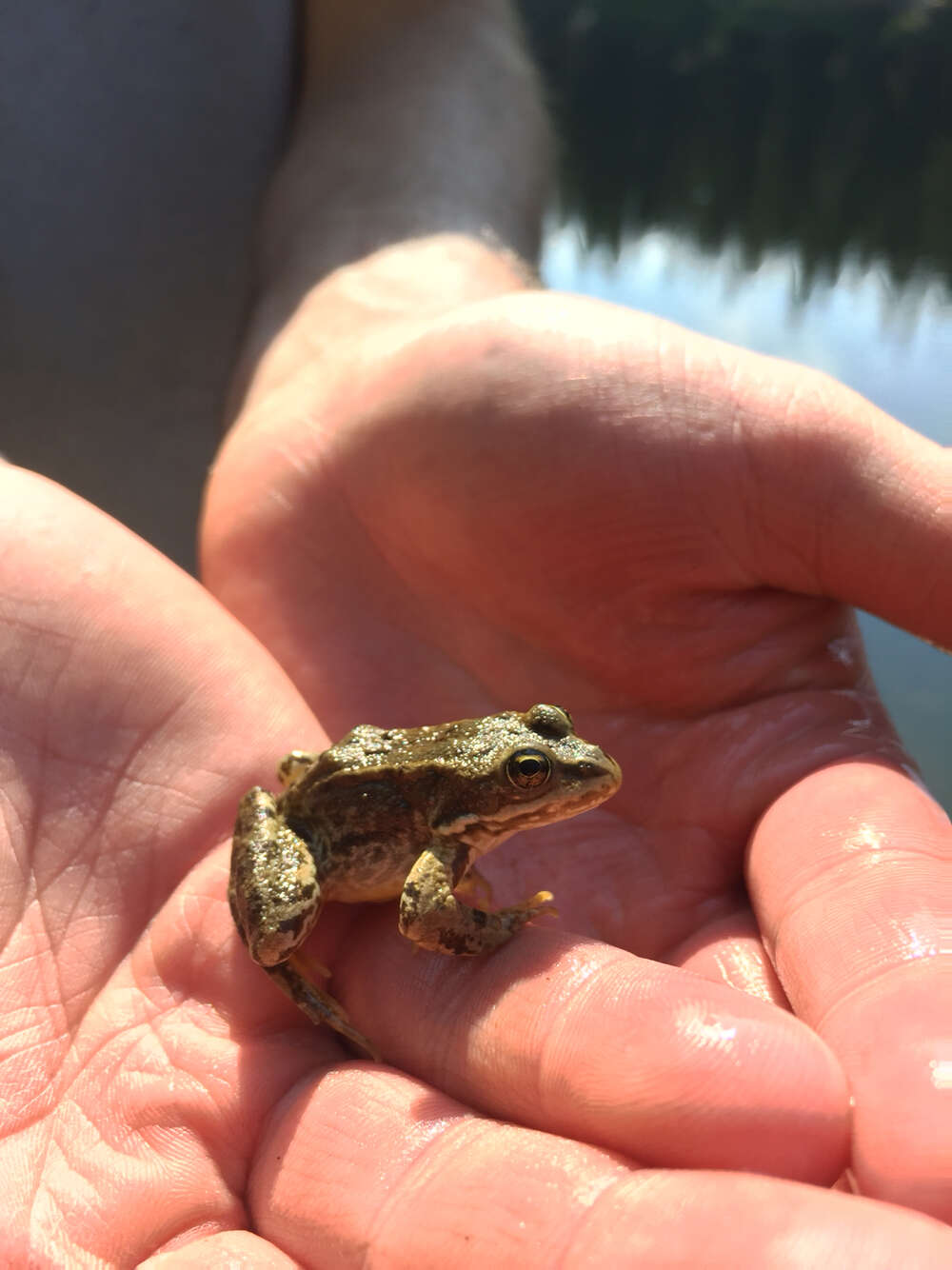 Image of Columbia Spotted Frog