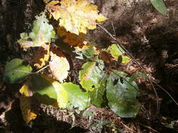 Imagem de Quercus candicans Née