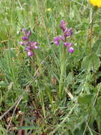 Image of Anacamptis morio subsp. picta (Loisel.) Jacquet & Scappat.