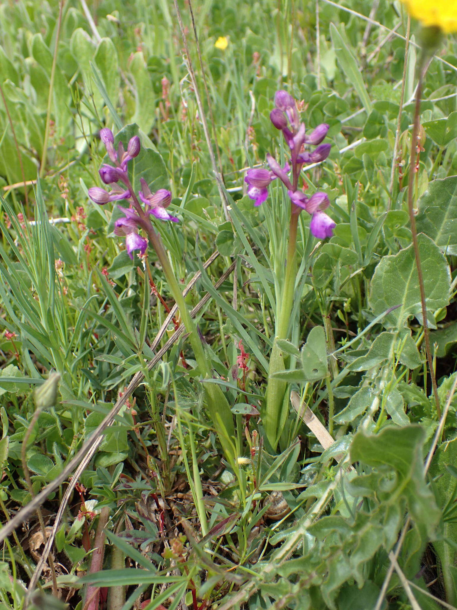 Image of Anacamptis morio subsp. picta (Loisel.) Jacquet & Scappat.