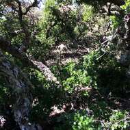 Image of Channel Island Scrub Oak