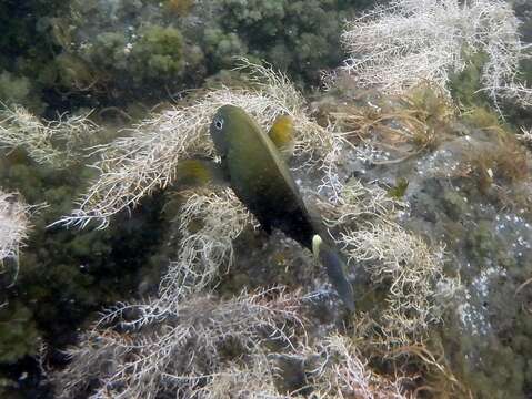 Image of Earbar Surgeonfish