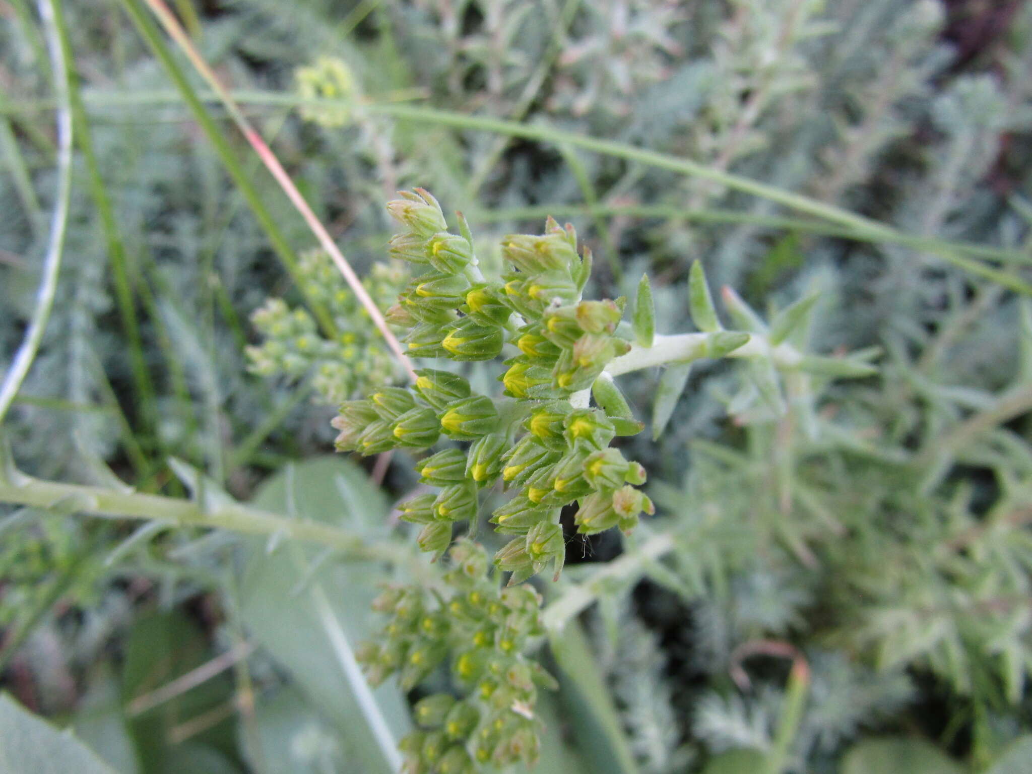 Image de Petrosedum orientale