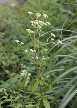 Image of Patrinia villosa (Thunb.) Juss.