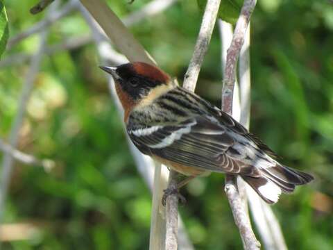 Image of Bay-breasted Warbler