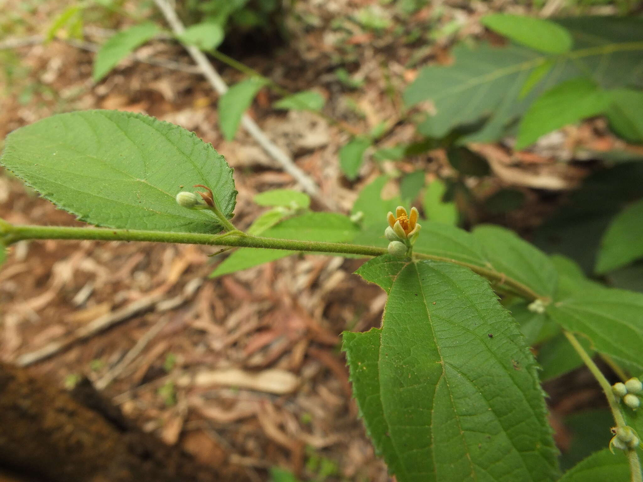 Image of Grewia hirsuta Vahl