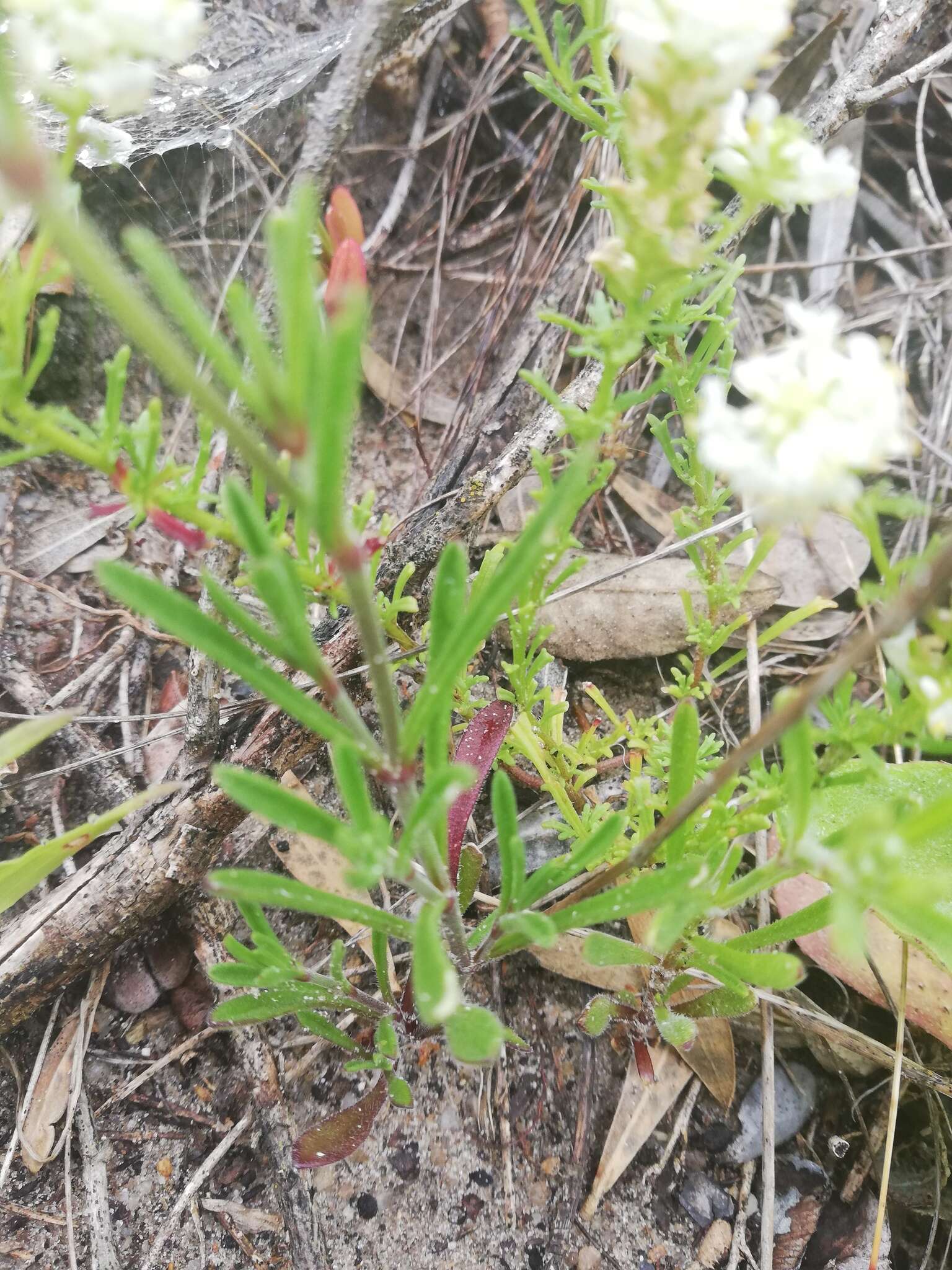 Image of Fringe Falseslugwort