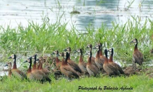 Image of White-faced Whistling Duck