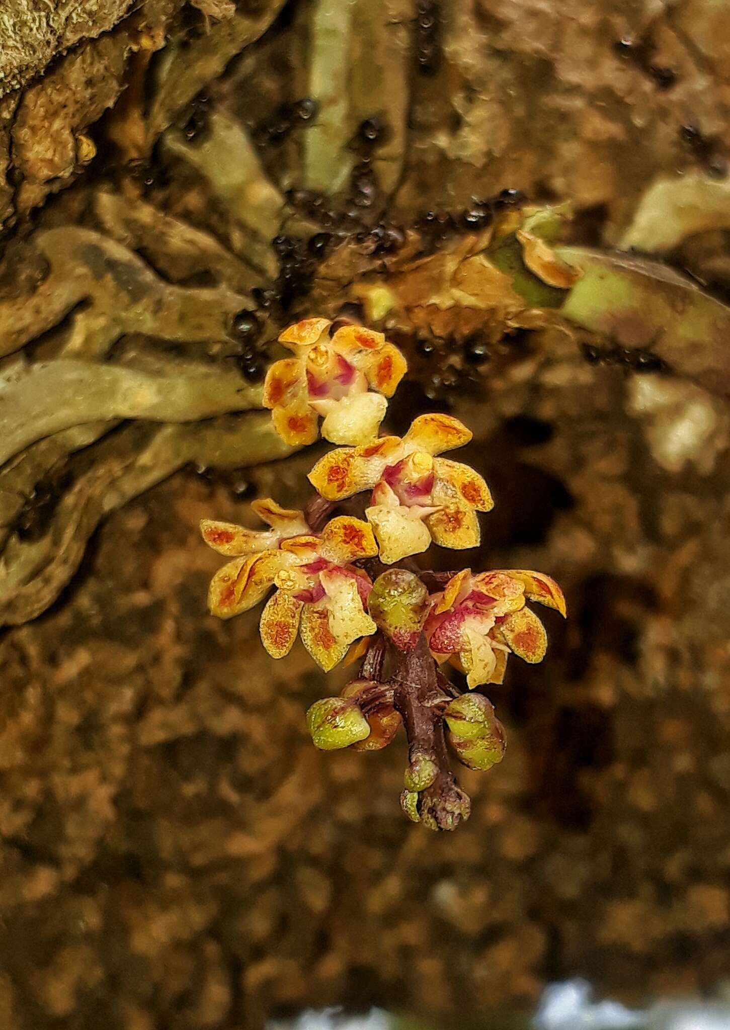 Image of Smithsonia straminea C. J. Saldanha