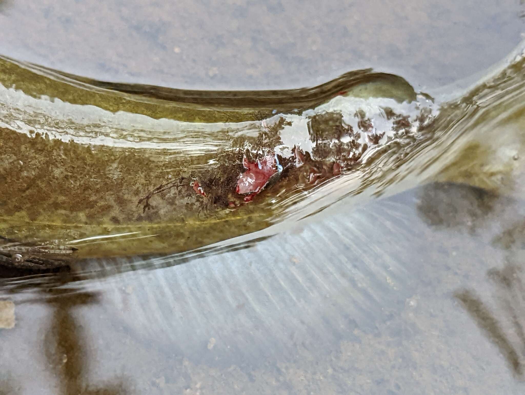 Image de Ameiurus platycephalus (Girard 1859)