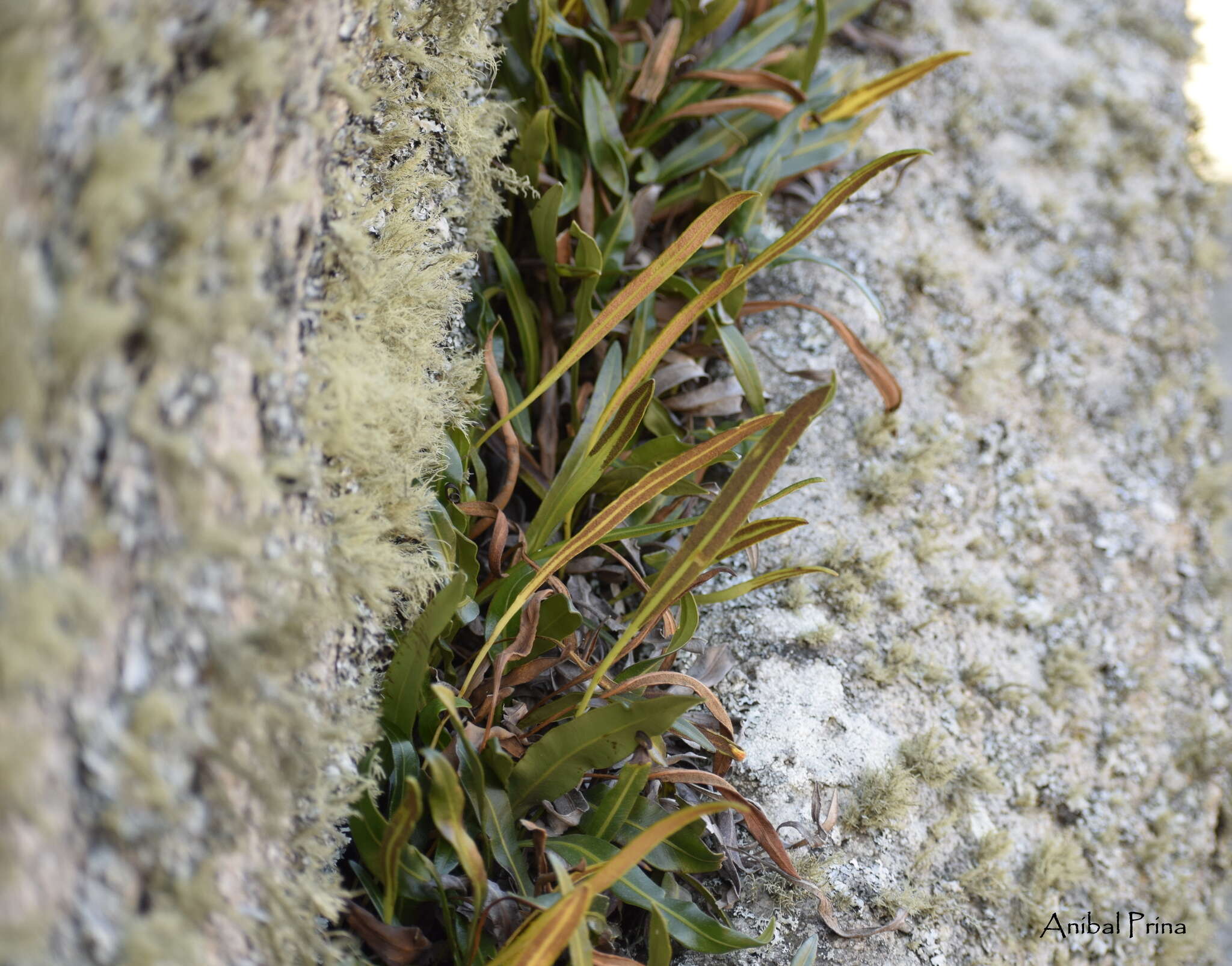 Image of Elaphoglossum gayanum (Fée) Moore