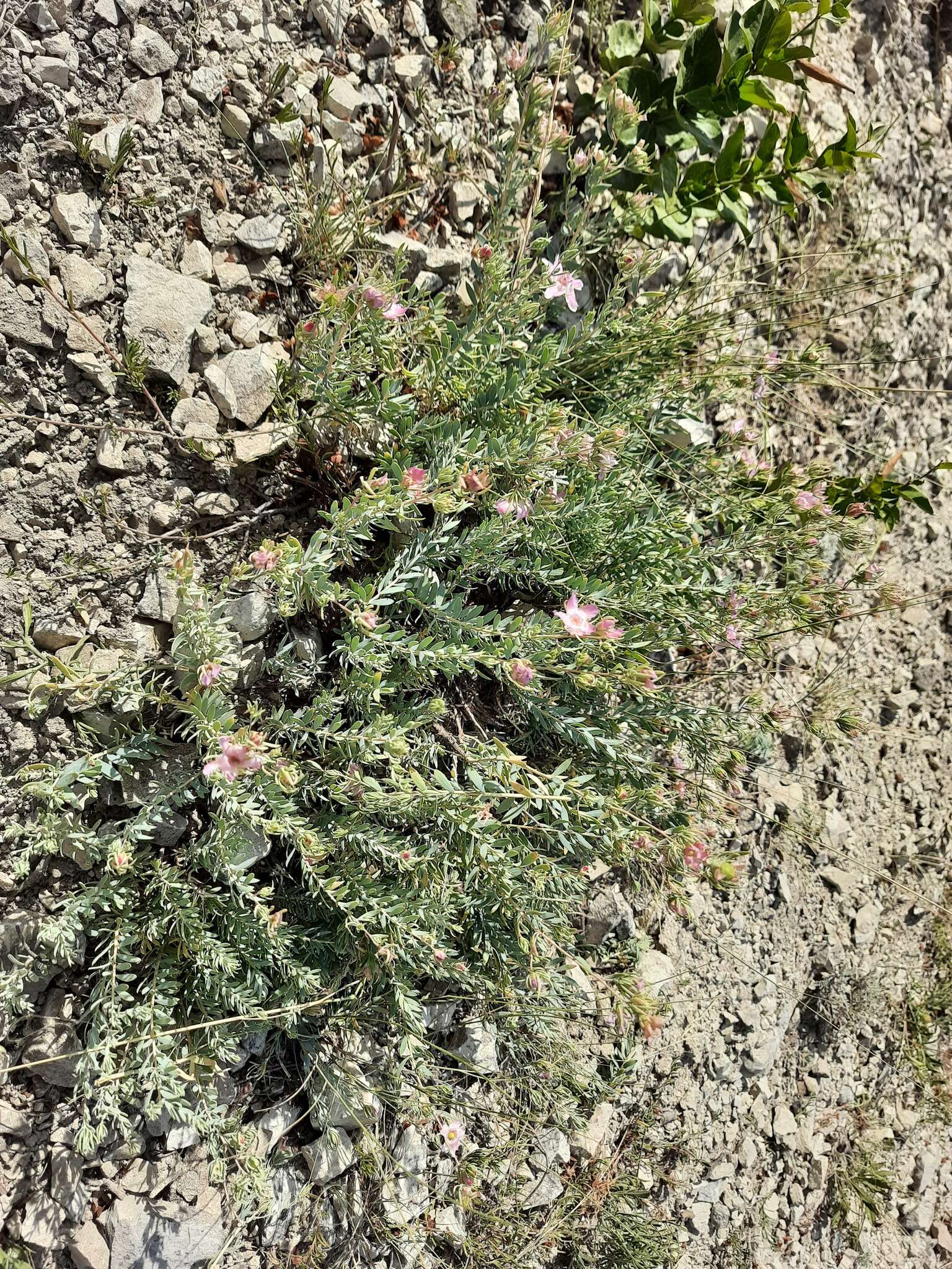 Image de Reaumuria alternifolia (Labill.) Britten