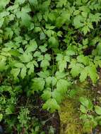 Image of Arizona bugbane