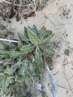 Imagem de Oenothera cinerea (Wooton & Standl.) W. L. Wagner & Hoch