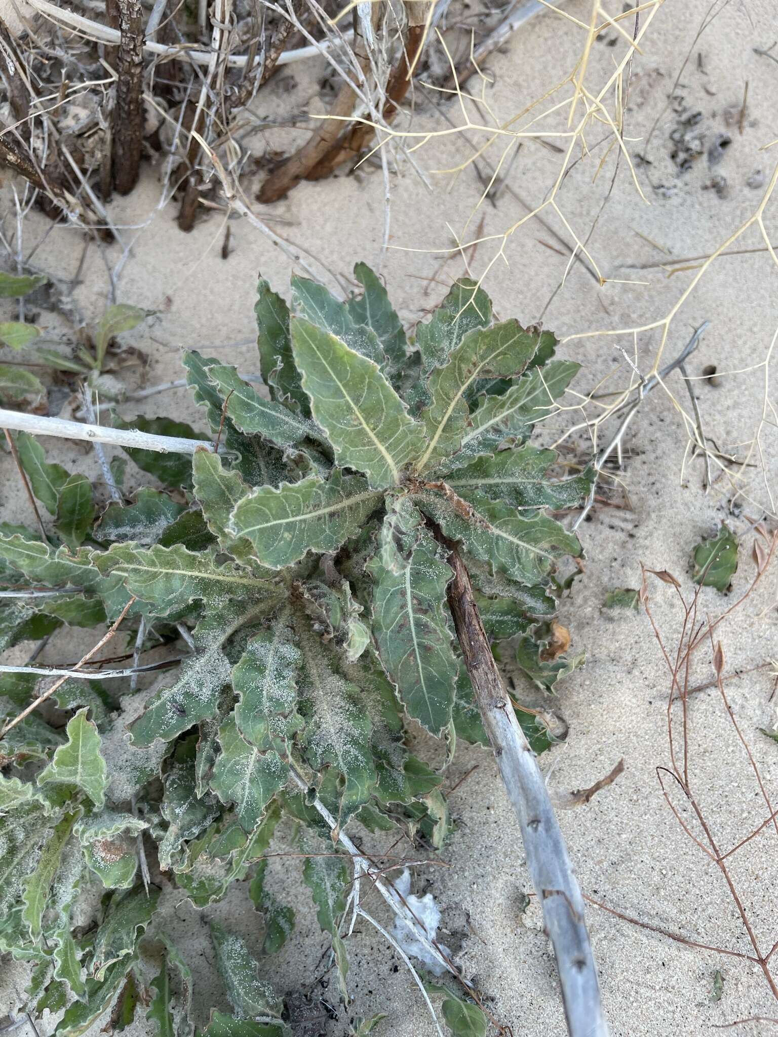 Слика од Oenothera cinerea (Wooton & Standl.) W. L. Wagner & Hoch