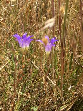 Image of harvest brodiaea