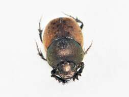 Слика од Onthophagus (Palaeonthophagus) coenobita (Herbst 1783)