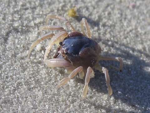 Image of dark blue soldier crab