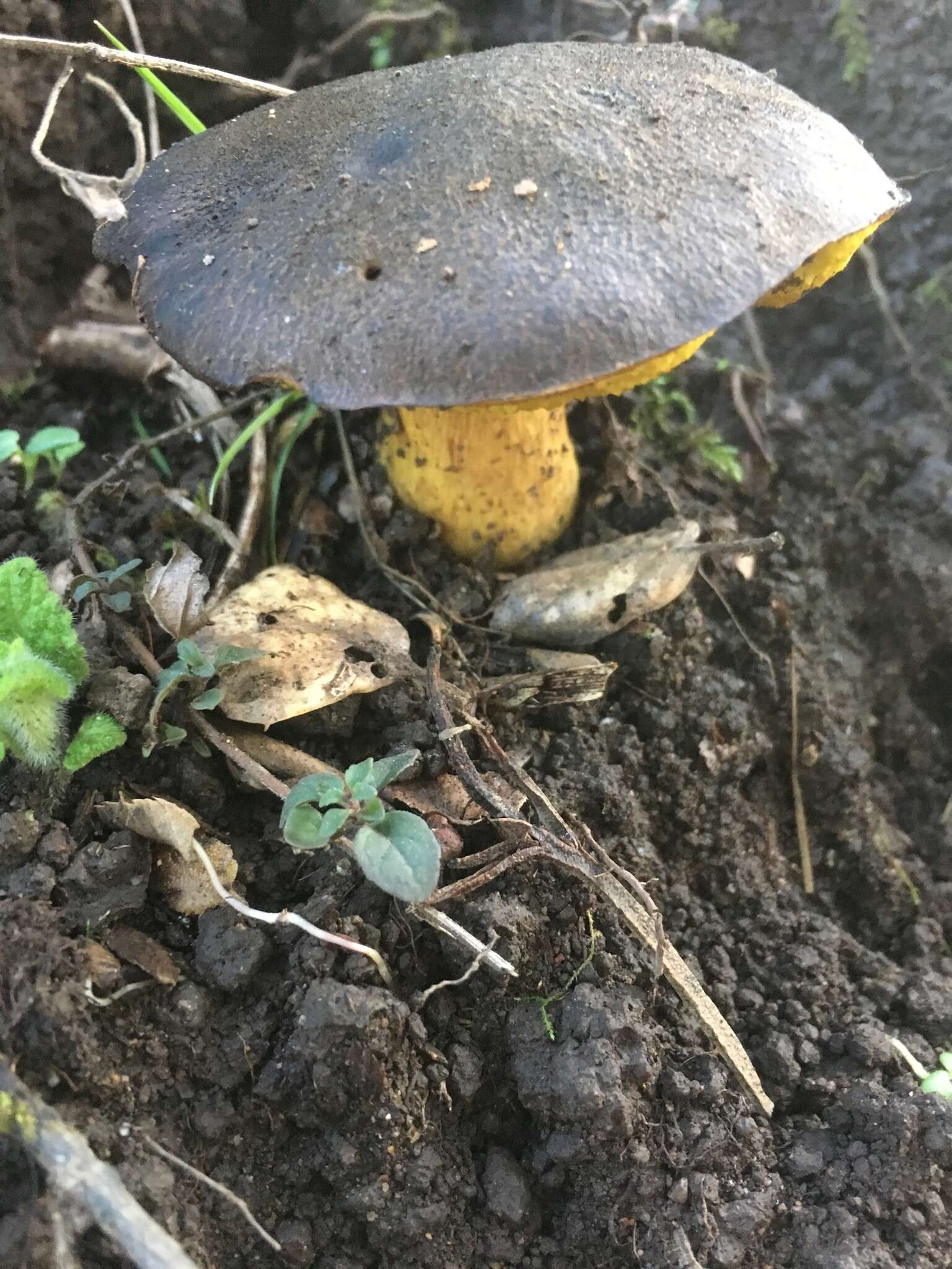 Image of Aureoboletus citriniporus (Halling) Klofac 2010