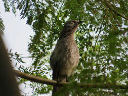 Image of White-rumped Babbler